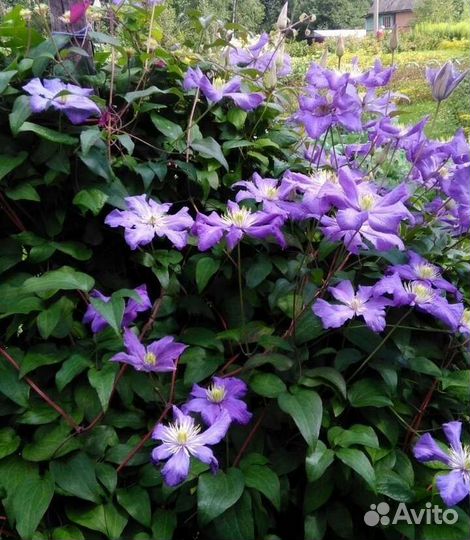 Клематисы