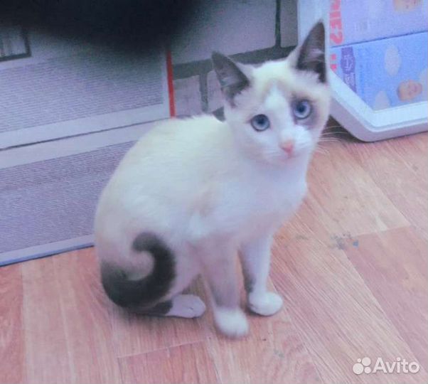 Котенок