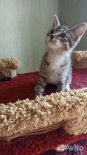 Котенок в добрые руки