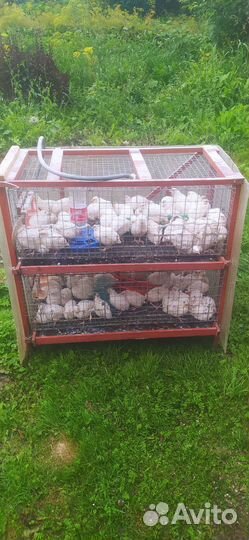 Яйца перепелиные