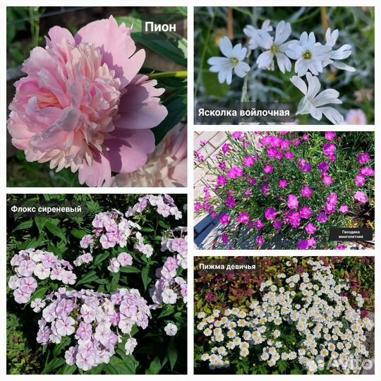 Многолетние цветы