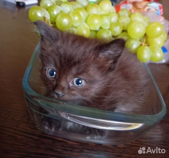 Котята пушистики