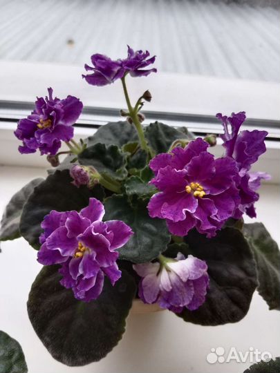 Фиалки продолжение