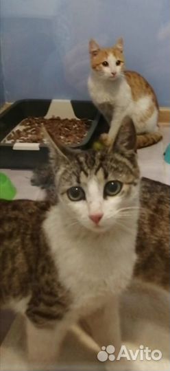 Мила ищет дом