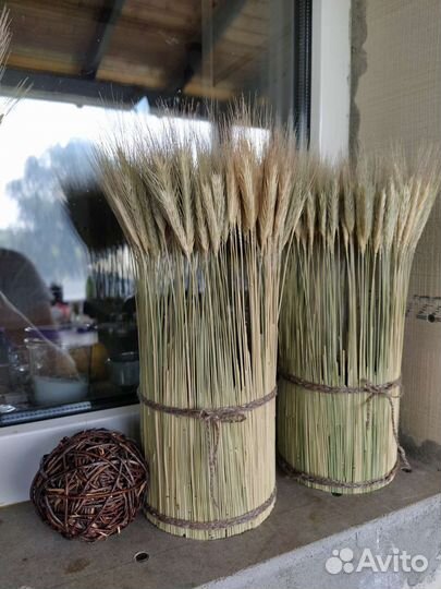 Колосья рожь