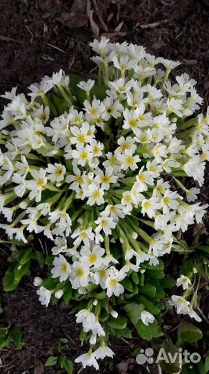 Примула и вербенник