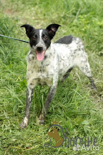 Лучший друг Стив в добрые руки