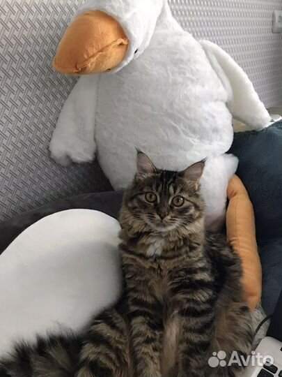 Кошка в добрые руки