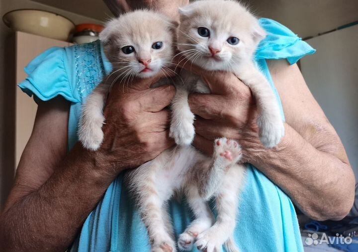 Веслоухие котята