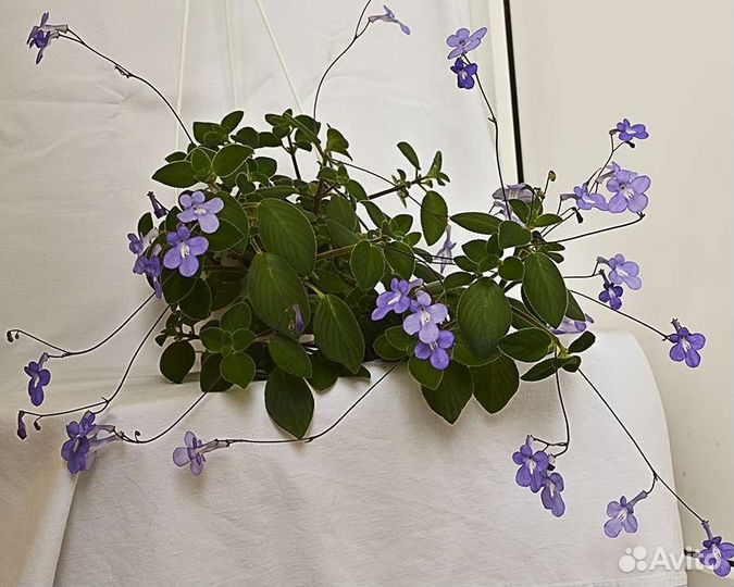 Стрептокарпелла Эписция Традесканция