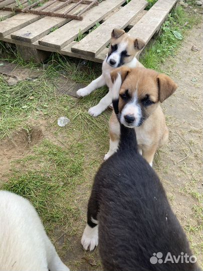 Отдам щенят