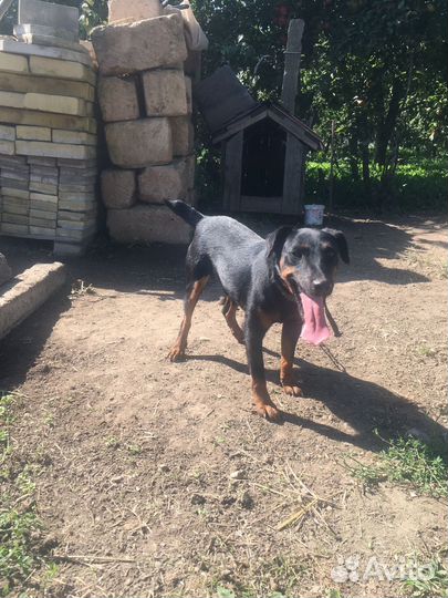 Вязка ягдтерьера кабель