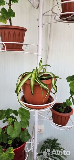 Хлорофитум кучерявый