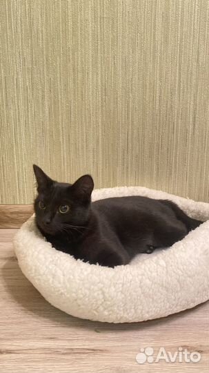 Кошка самая добрая