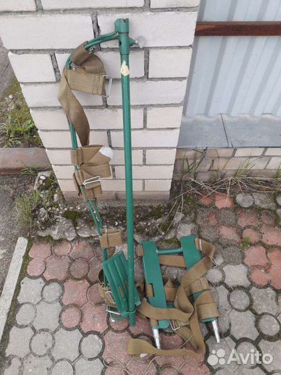 Шина дитерихса медицинская