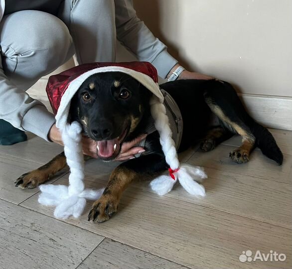 Собака в добрые руки