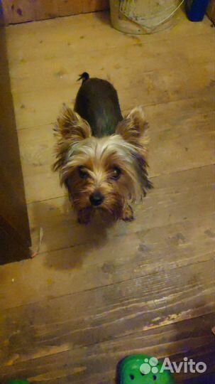 Йоркширский терьер