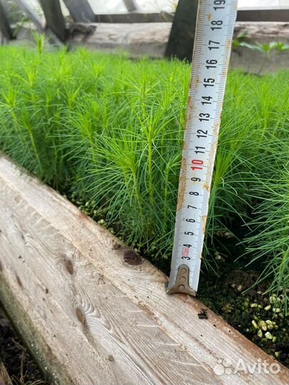 Сеянцы сосны обыкновенной окс