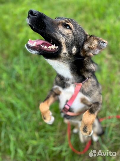 Ласковая собака из приюта ищет дом