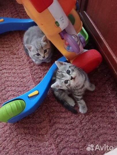 Британские котята