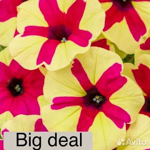 Вегетативная петуния