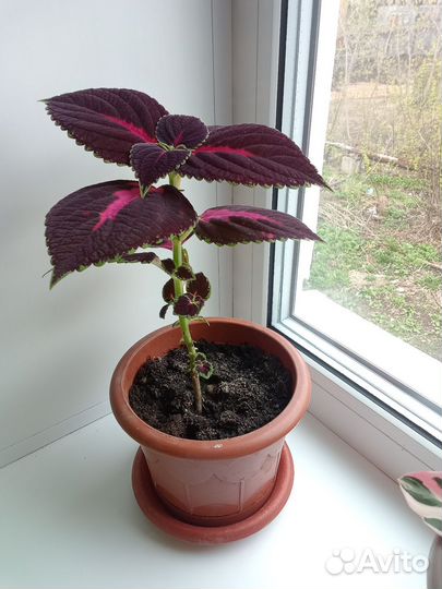 Строманта Триколор