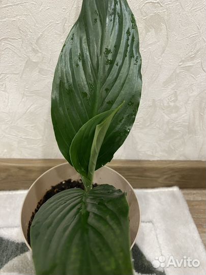 Спатифиллум