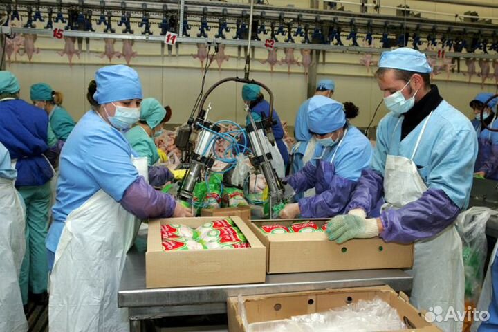 Постоянная работа на птицефабрике с проживанием
