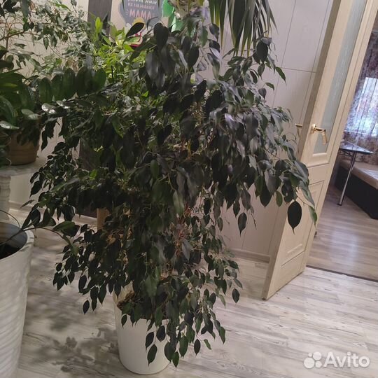 Большие цветы