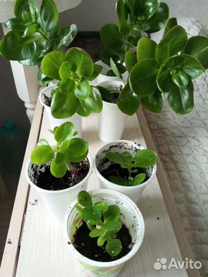 Каланхоэ розовый