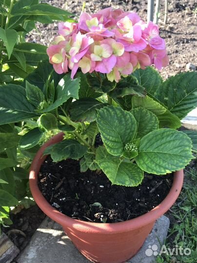 Гортензия крупнолистная, розовая