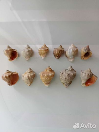 Морские ракушки раковины