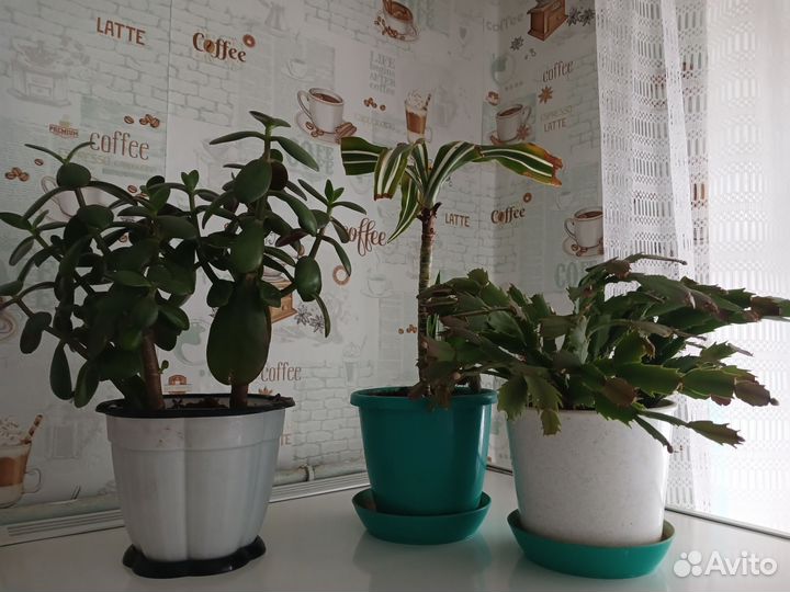 Комнатные цветы