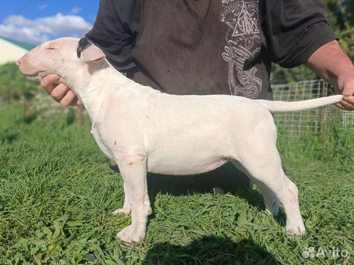 Стандартный бультерьер