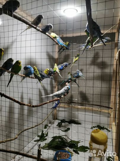 Продаются волнистые попугайчики