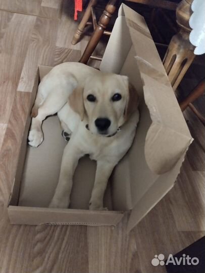 Лабрадор ретривер