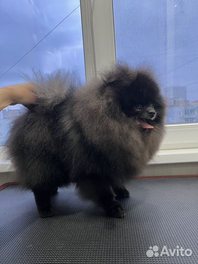 Груминг собак, кошек.Экспресс-линька,чистка зубов