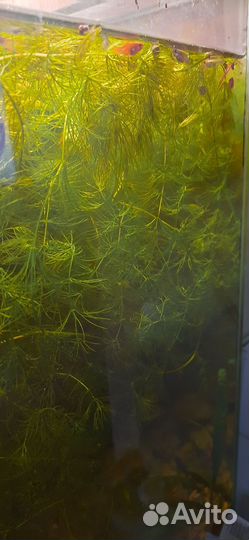 Роголистник в аквариум