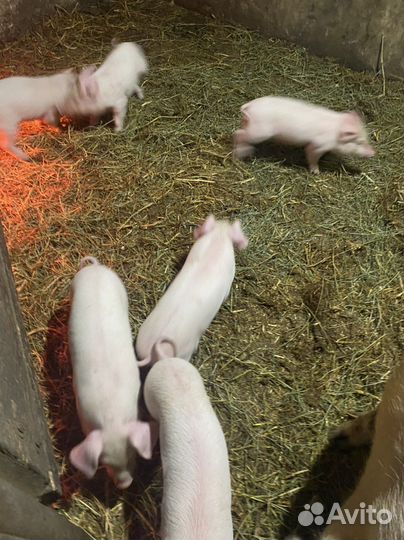 Продам поросят. Возраст 1.5месяца
