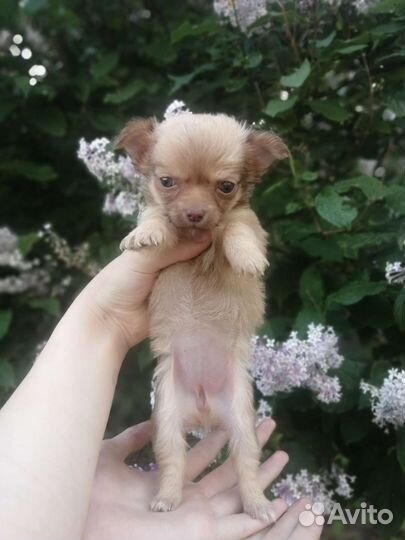 Чихуахуа девочка