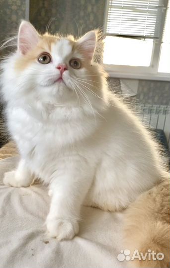 Котик британский биколор