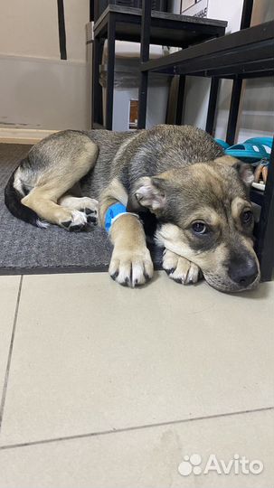 Собака в добрые руки