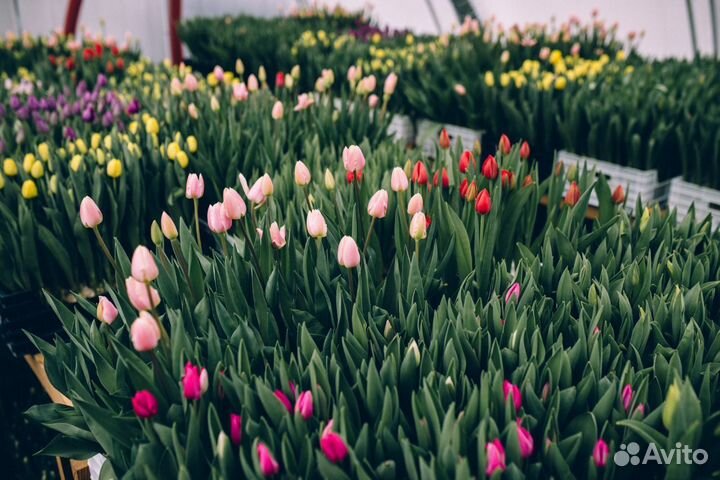 Тюльпаны к 8 марта оптом