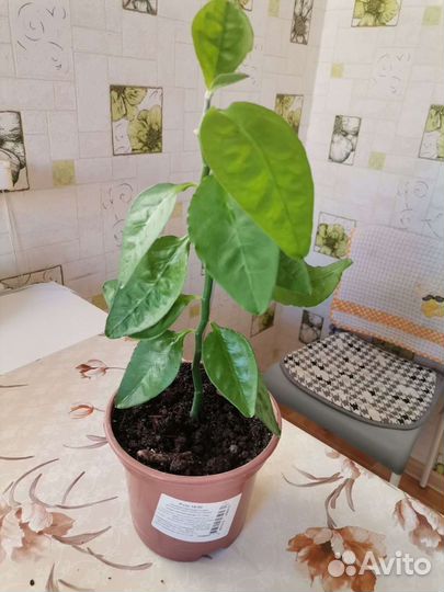 Цветы комнатные