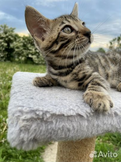 Бенгальские котята