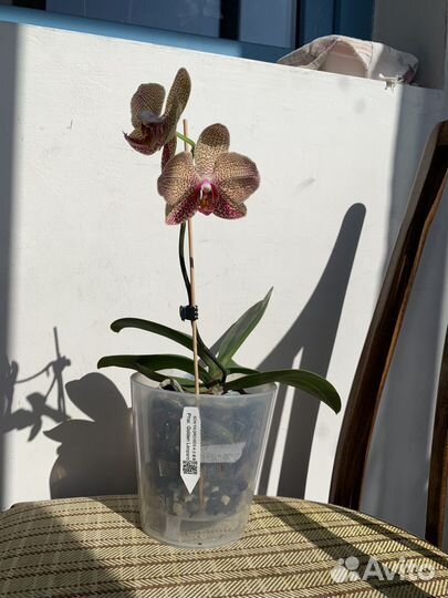 Орхидея фаленопсис