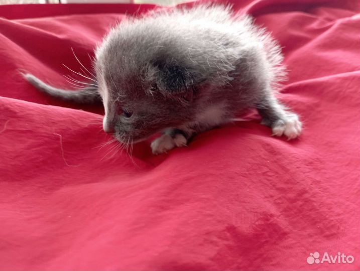 Котенок длинношерстный мальчик серо-белый