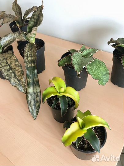 Сансевиерии сортовые Канарейка, Кирки сильвер блю