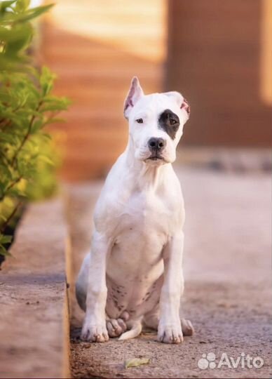 Щенки аргентинского дога