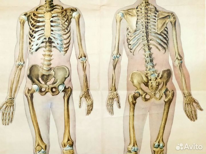 Плакат старинный 1965г Скелет СССР анатомия школа